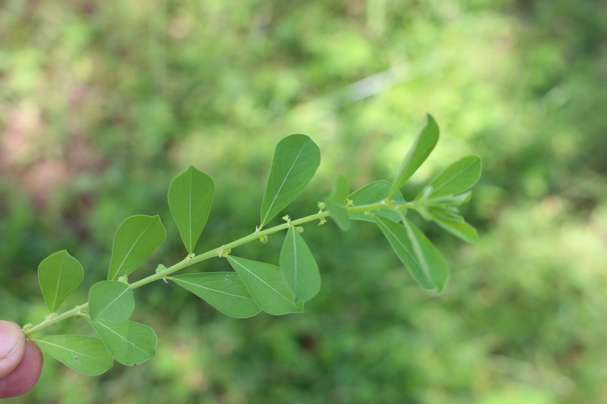 Phyllanthus maderaspatensis L.